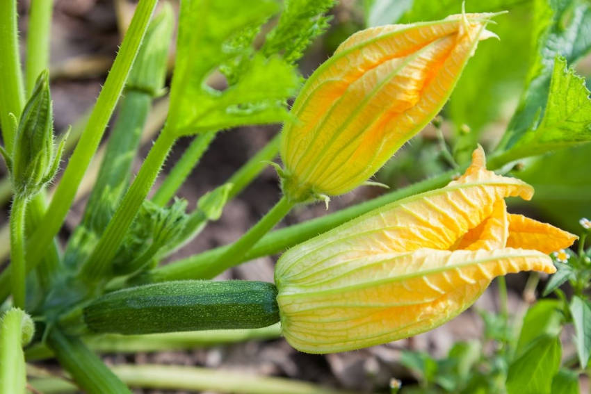 Zucchini Flowers